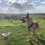 כלבה מדהימה מסוג מלינואה – רועה בלגית למסירה